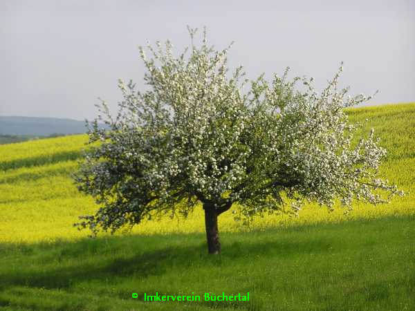 Apfelblüte und Raps