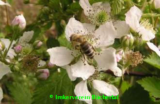 Brombeereblüte