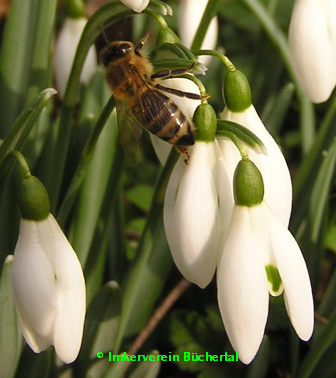 Schneeglöckchen (Galanthus nivalis)