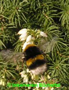 Nicht nur die Bienen sind wieder aktiv