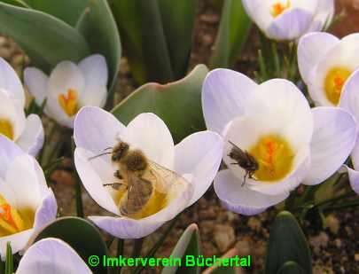 Biene auf oder besser in einer Krokusblühte