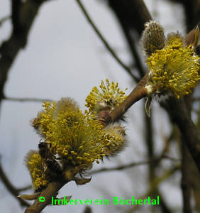 Bienen beim sammeln von Pollen