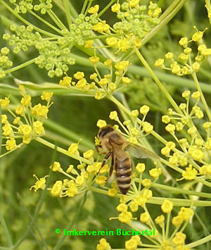 Biene auf der Fenchelblüte