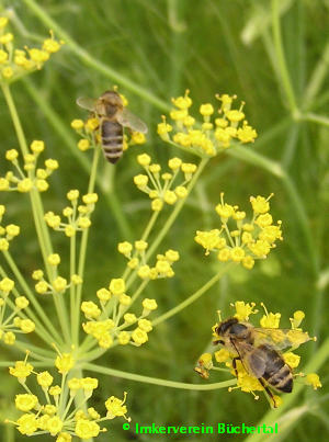 Biene auf der Fenchelblüte