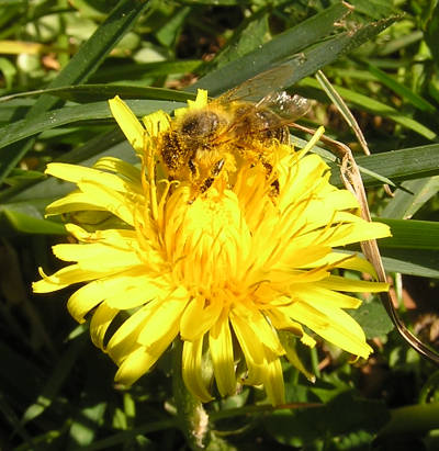 Löwenzahnblüte