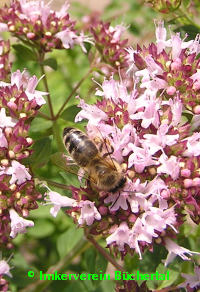 Biene auf Majoranblüte