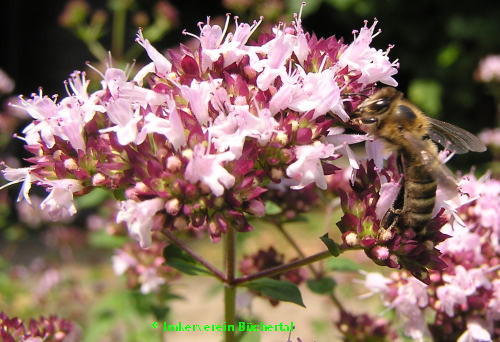 Biene auf Majoranblüte