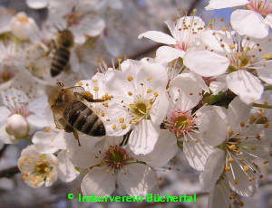 Bienen auf der Mirabellenblüte