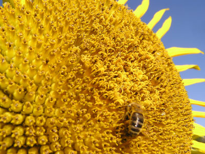 Sonnenblume im Spätsommer