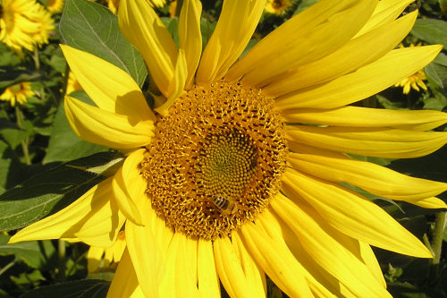 Sonnenblume im Spätsommer