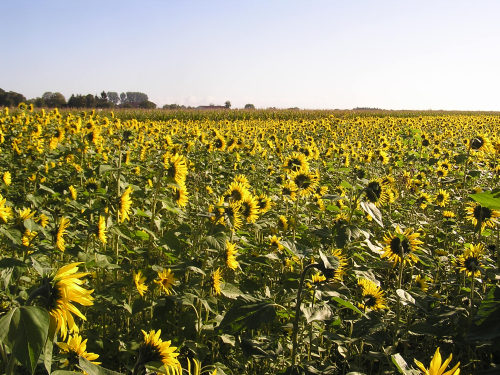 Sonnenblume im Spätsommer