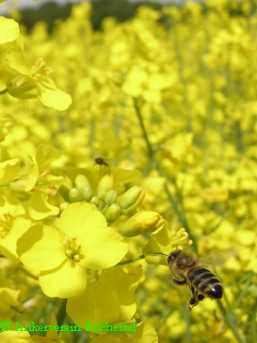 Biene fliegt Rapsblüte an.