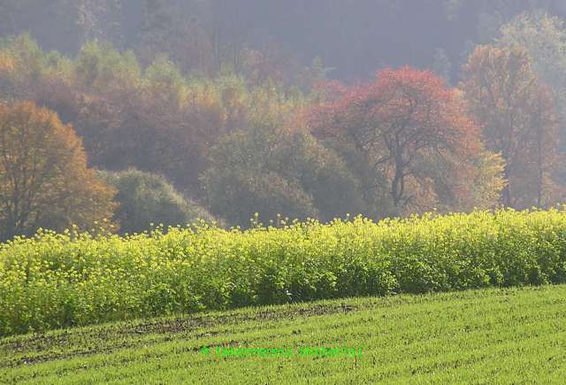 Senfacker im Herbst.