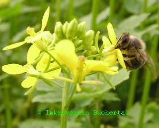 Nektar und Pollen sammelnde Bienen im Senffeld.