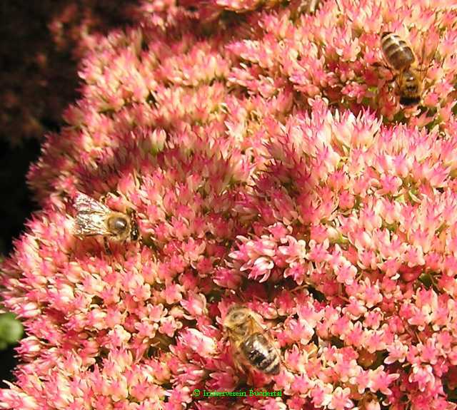 Fette Henne (Sedum spectabile).