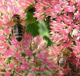 Fette Henne (Sedum spectabile).