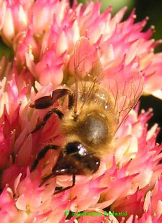 Fette Henne (Sedum spectabile).