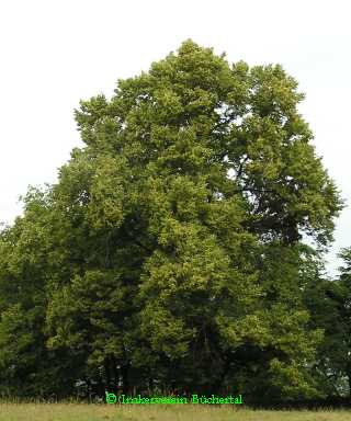 Der vielbesungene Lindenbaum