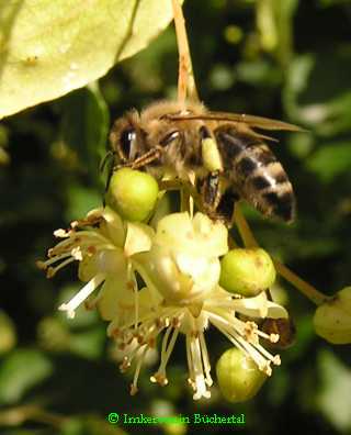 Lindenblüte