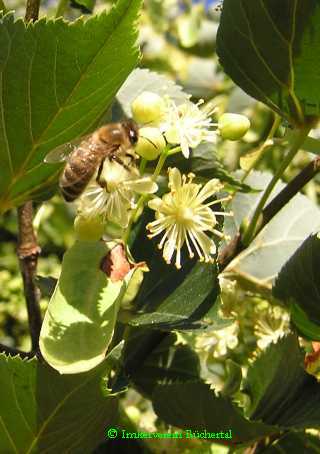 Lindenblüte