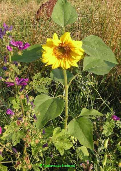 Sonnenblume im Brachland.