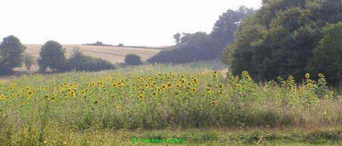 Sonnenblume im Brachland.