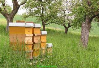 Unsere Bienen Mitte Mai